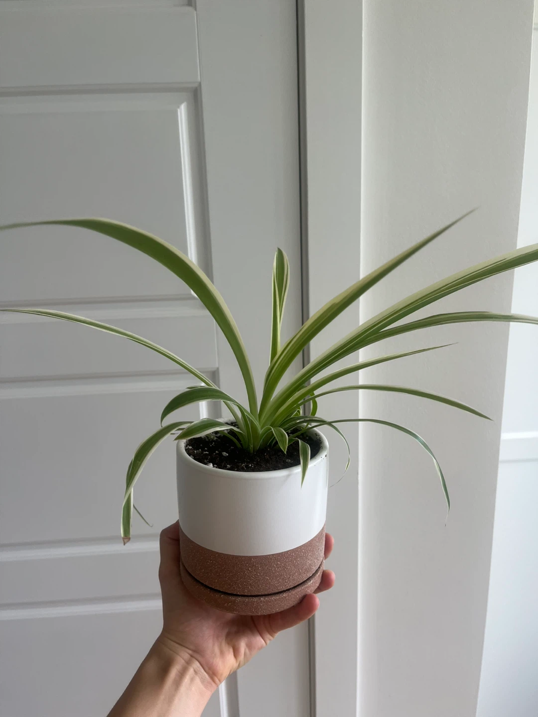 Spider Plants Premium soil with drainage pot included - photo 3