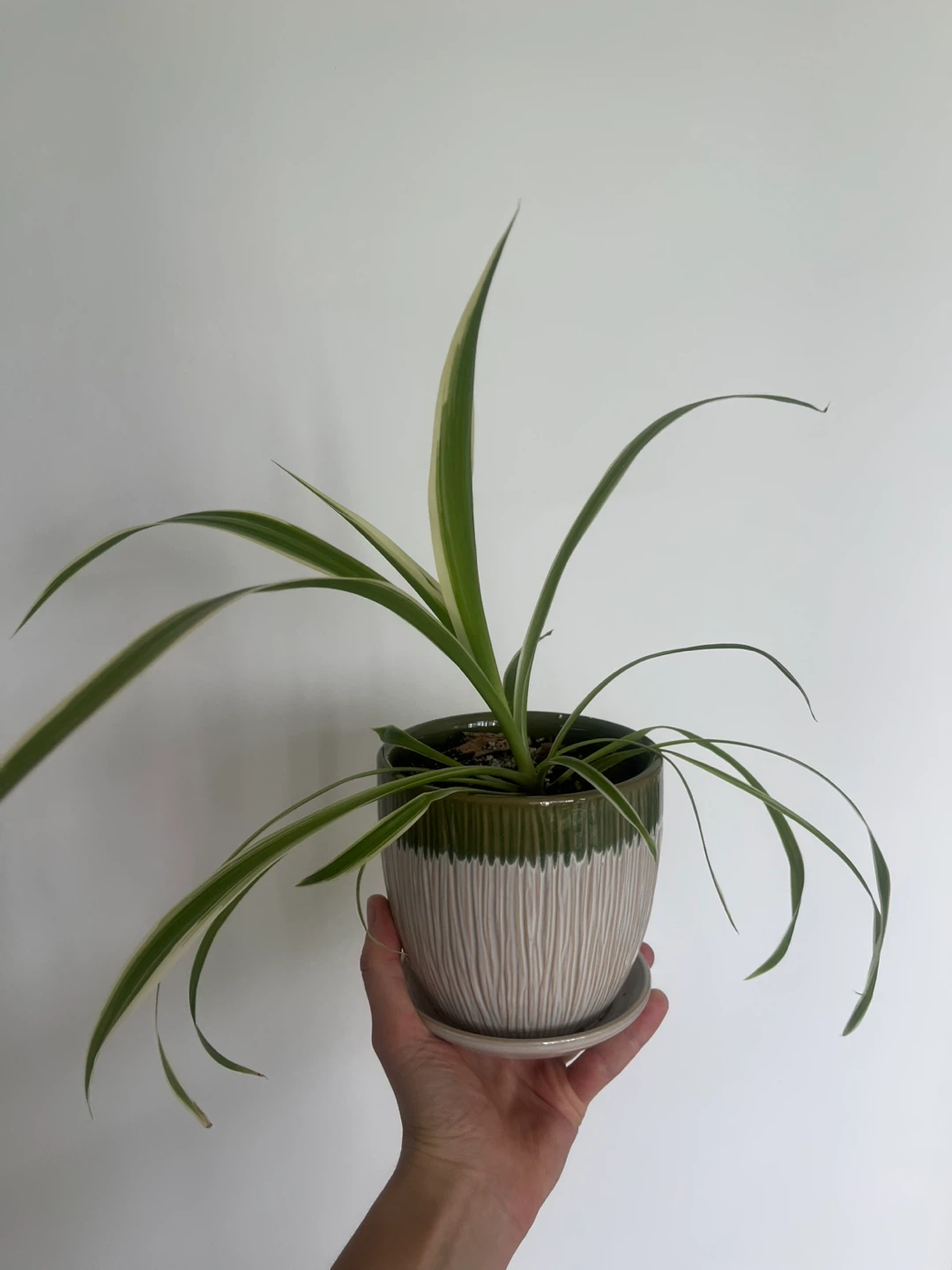 Spider Plants Premium soil with drainage pot included - photo 2