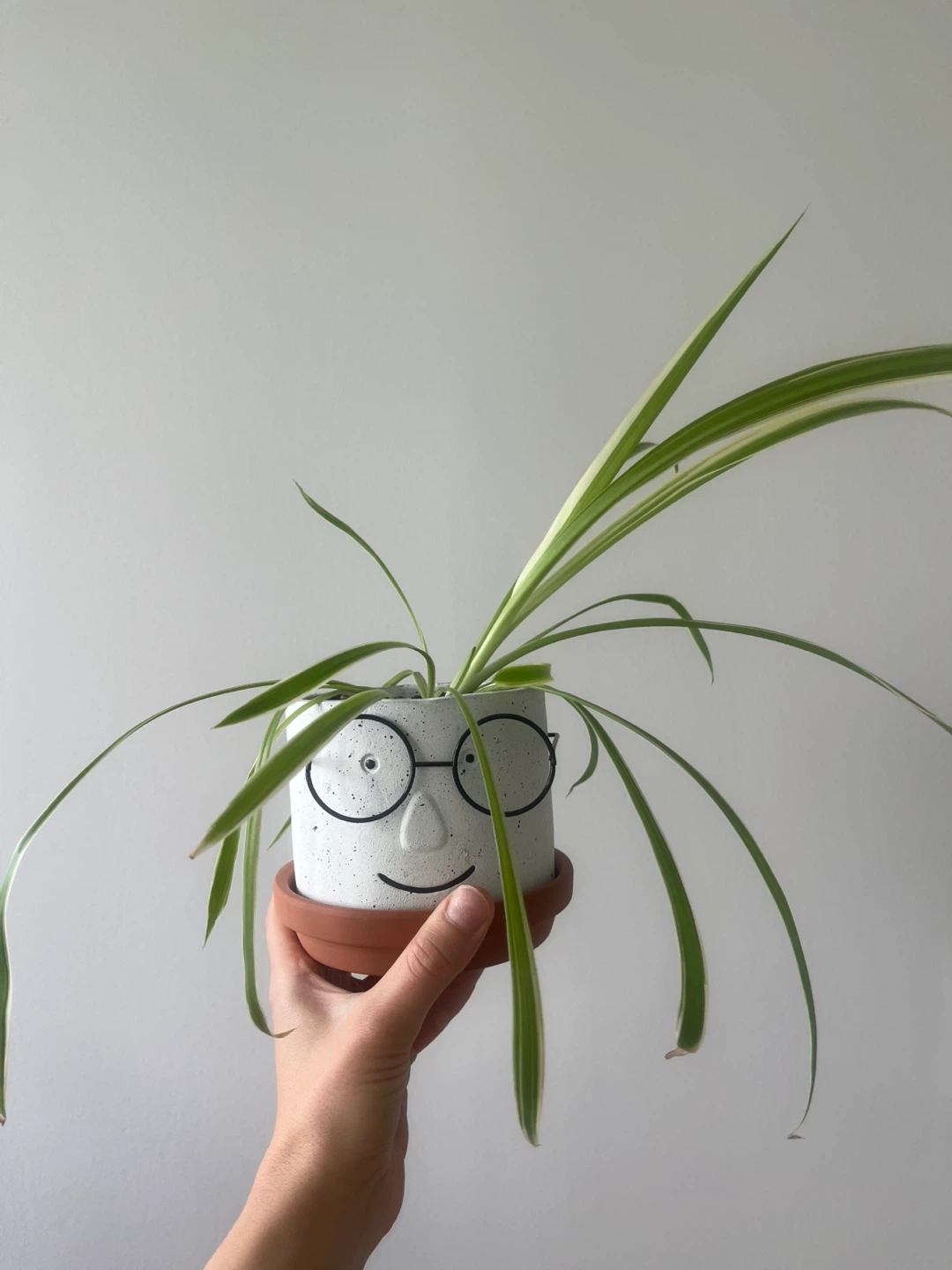 Spider Plants Premium soil with drainage pot included