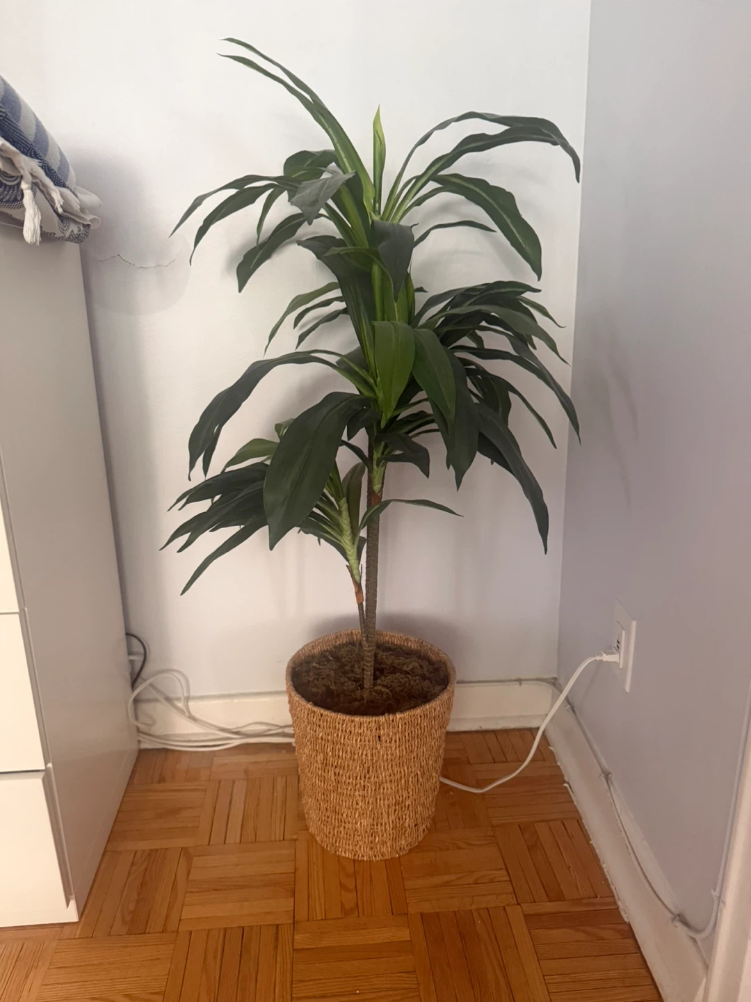 Fake Plant - photo 4