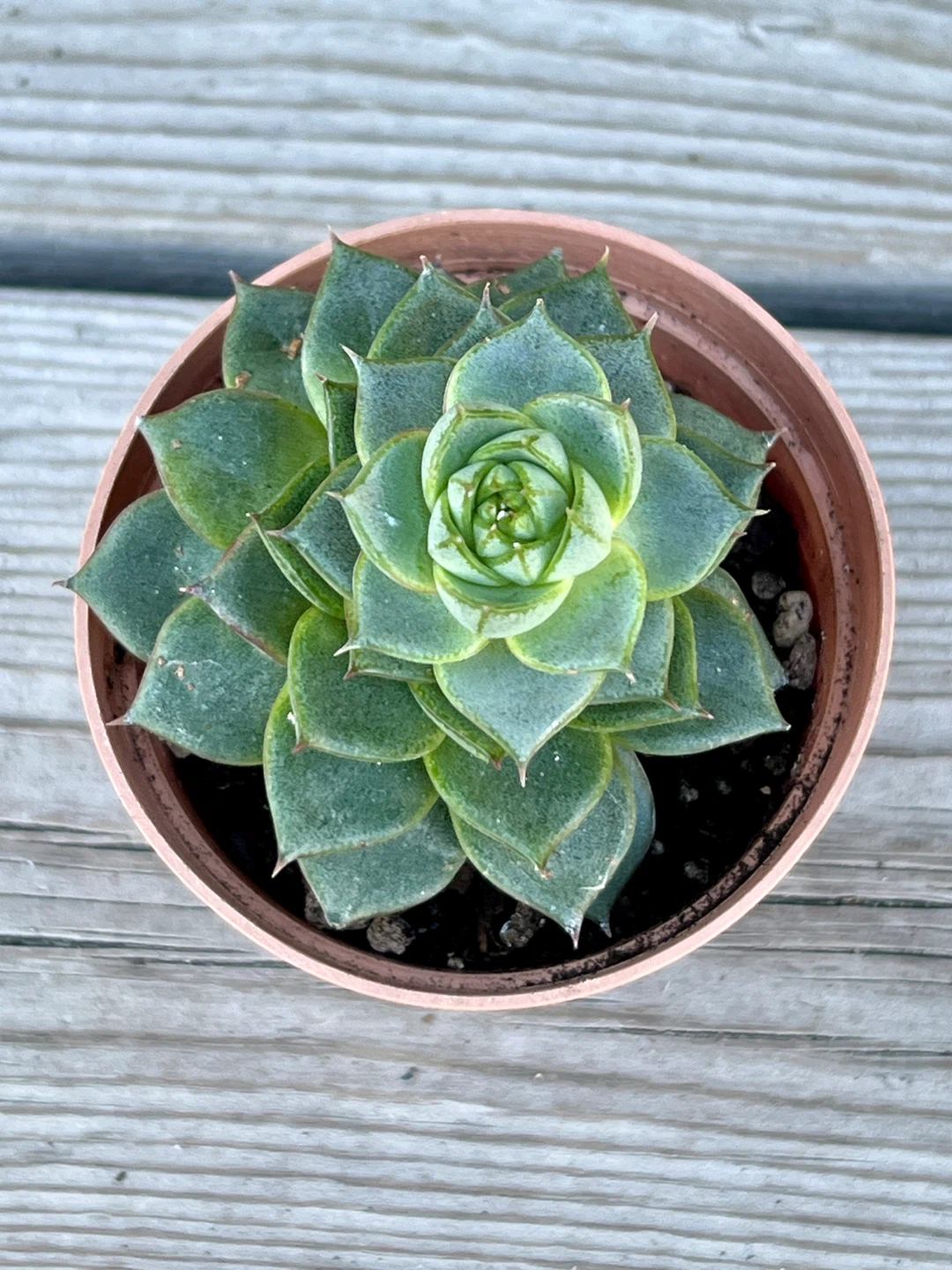 Beautiful Succulent Plant in Pot ⚽️