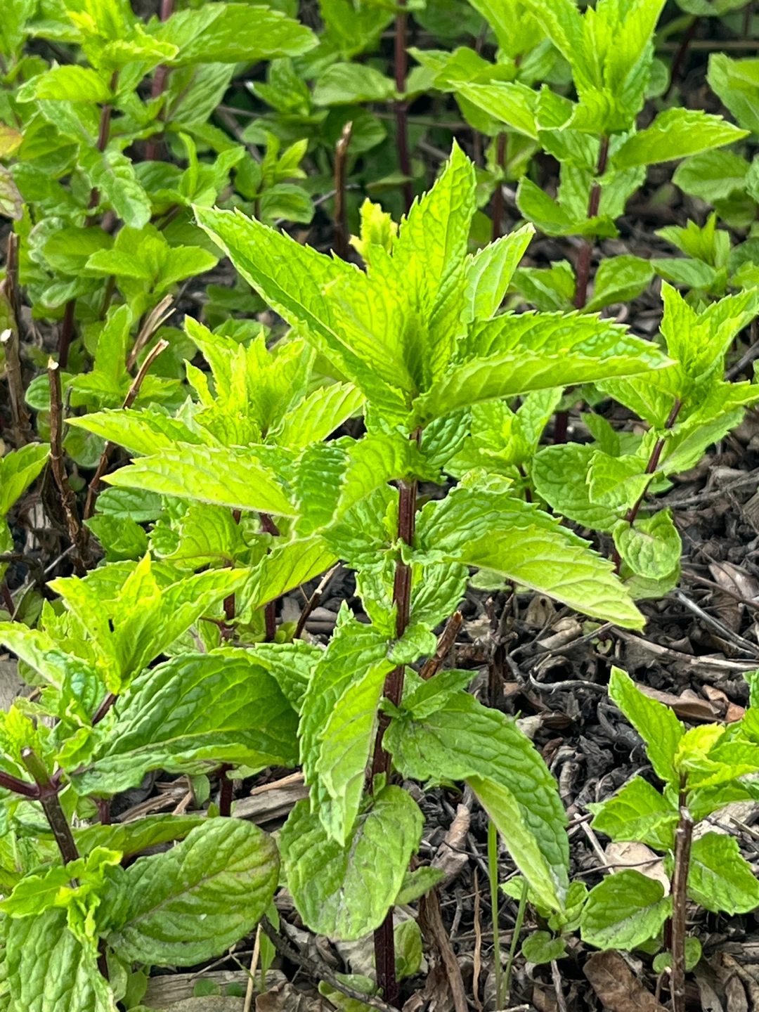Fresh Mint Plant ⚽️