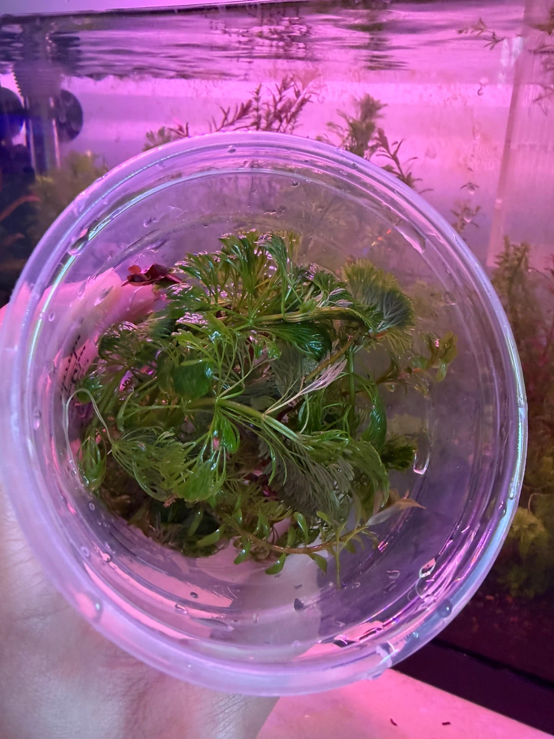 A whole cup of Live Aquarium Plants - Water Wisteria & Anacharis - photo 2
