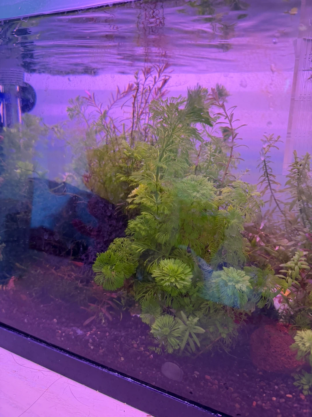 A whole cup of Live Aquarium Plants - Water Wisteria & Anacharis - photo 3