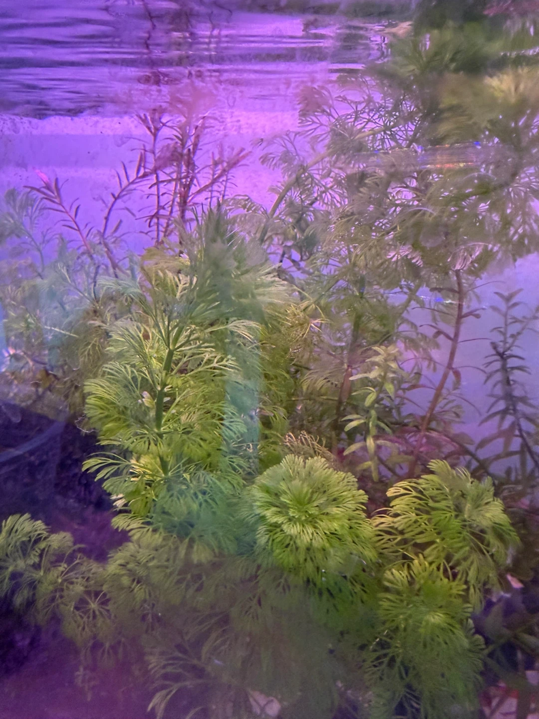 A whole cup of Live Aquarium Plants - Water Wisteria & Anacharis