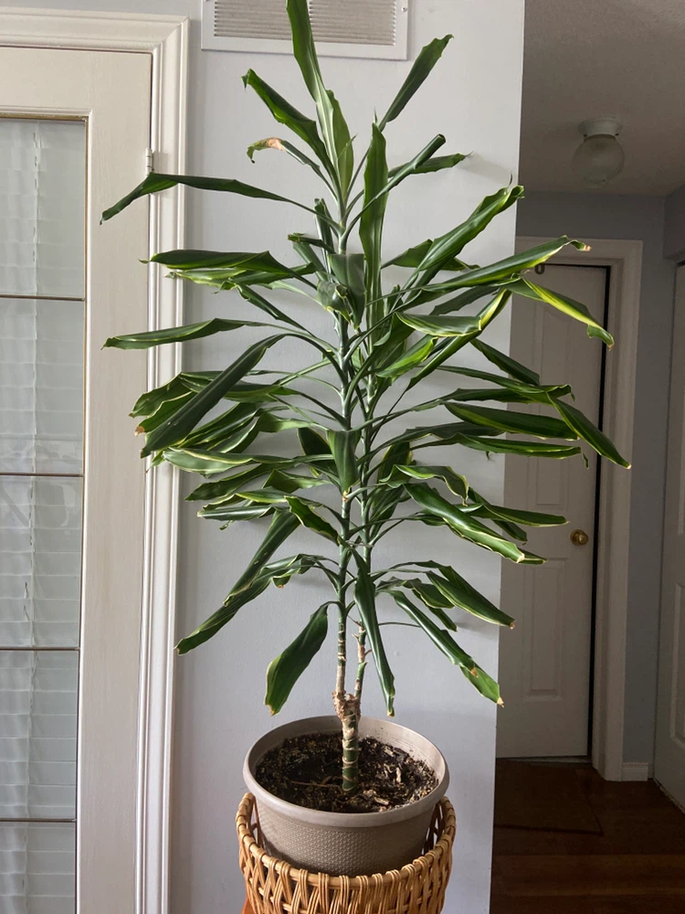 Dracaena Fragrans Plant