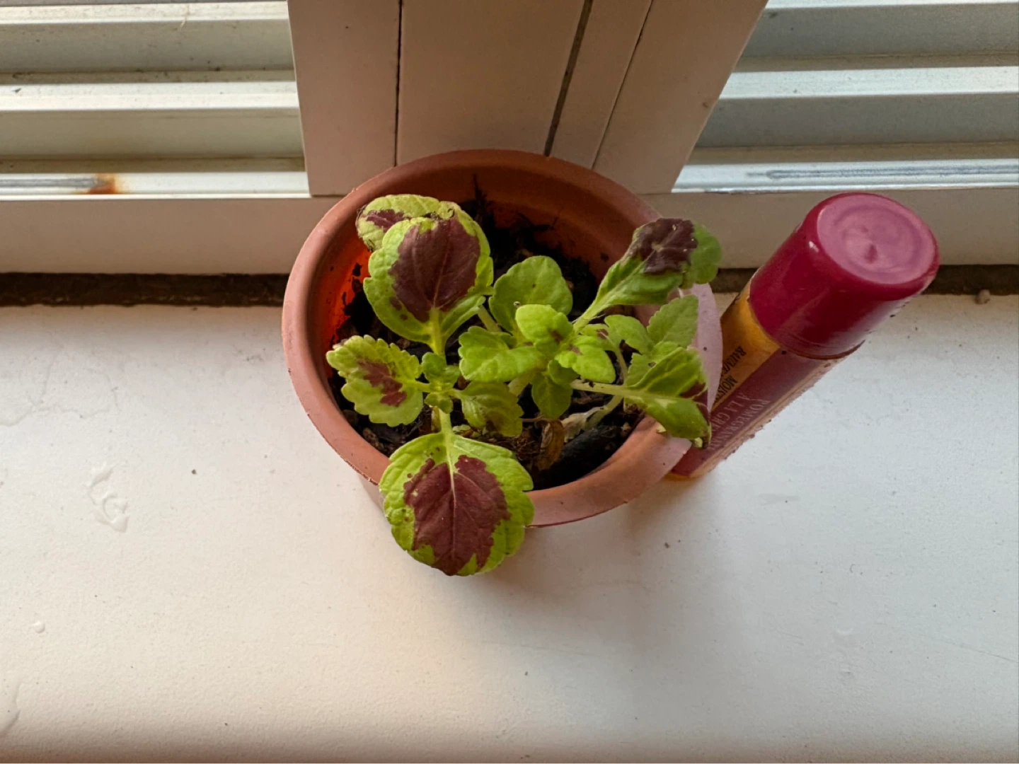 ⚽ Small Coleus Plant in a pot - photo 2