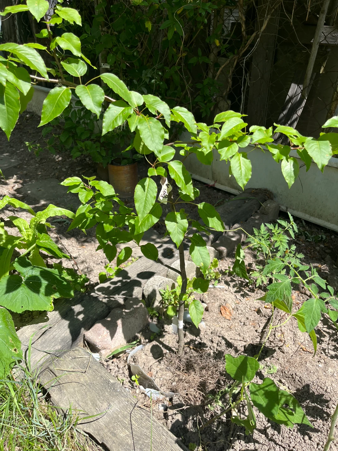 Young Fuji Apple Tree- Approx 1 Meter Tall
