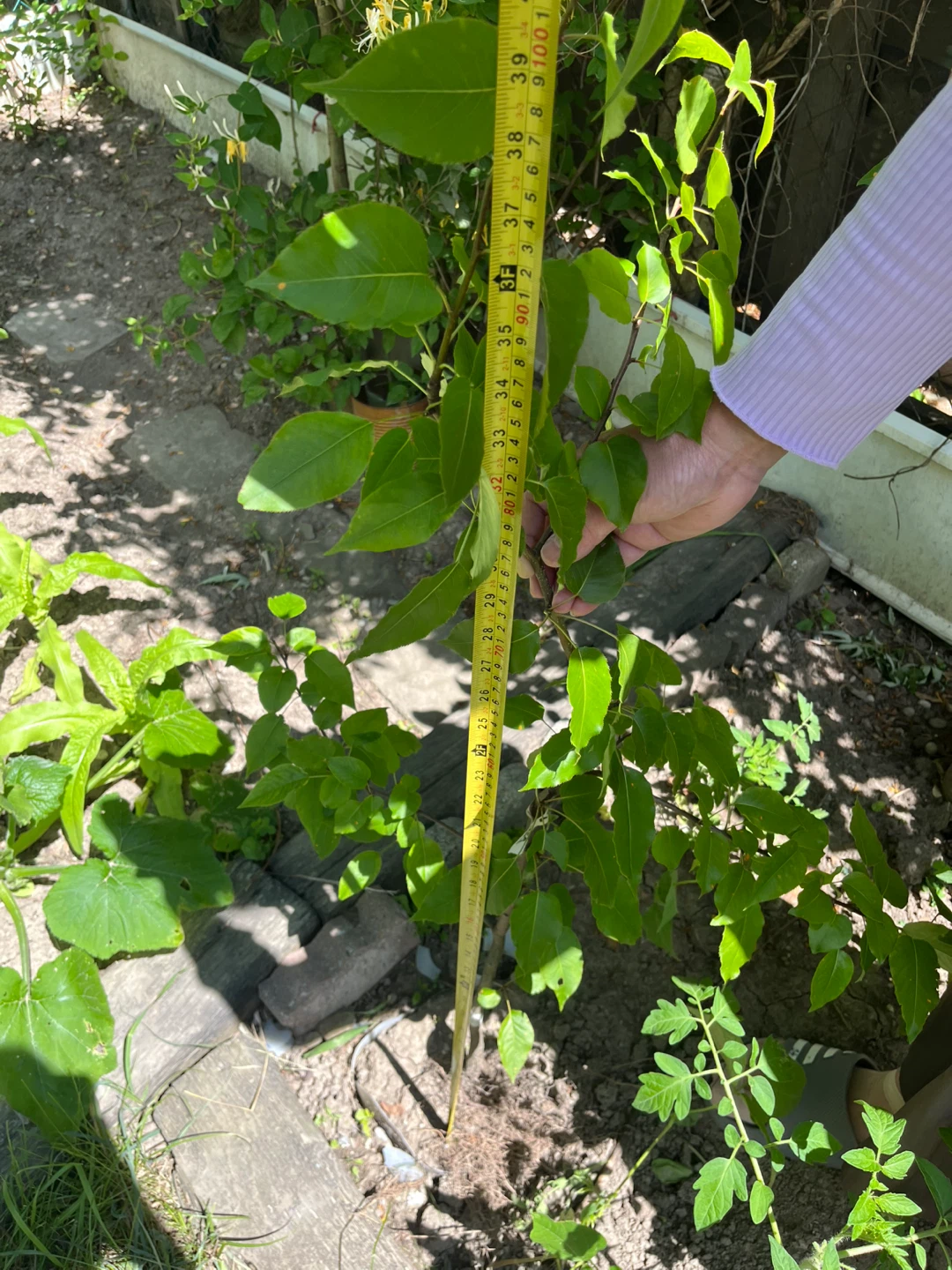 Young Fuji Apple Tree- Approx 1 Meter Tall - photo 2