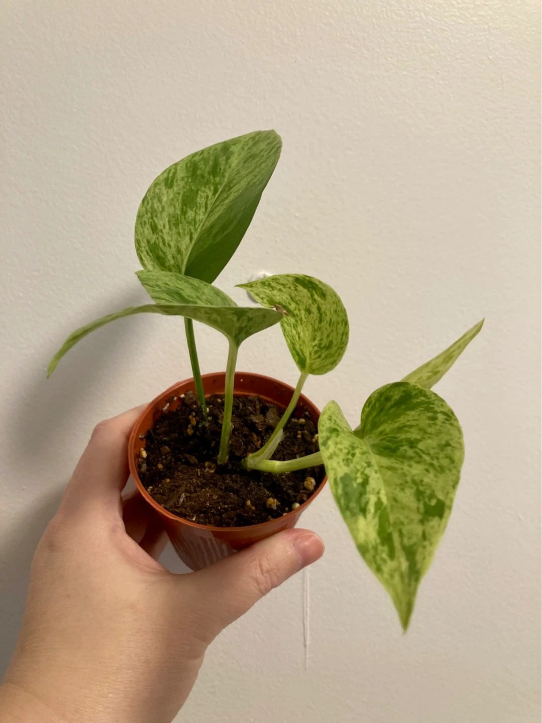 Marble Queen Pothos