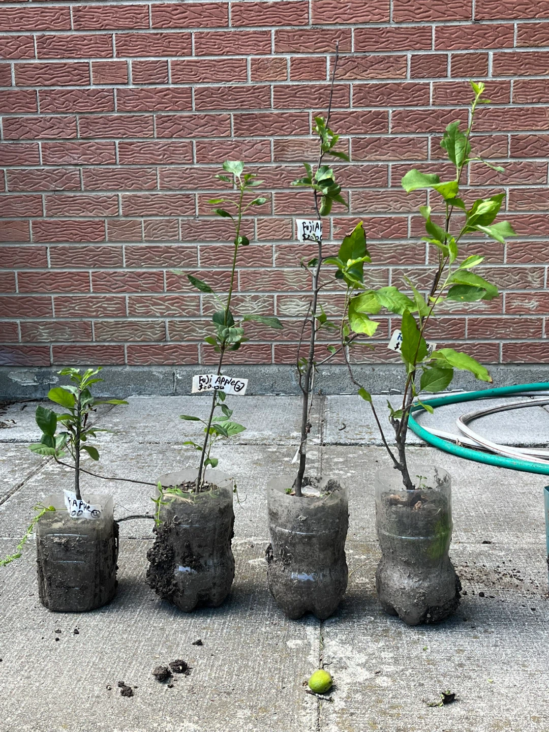 Young Fuji Apple Trees - Small & Medium