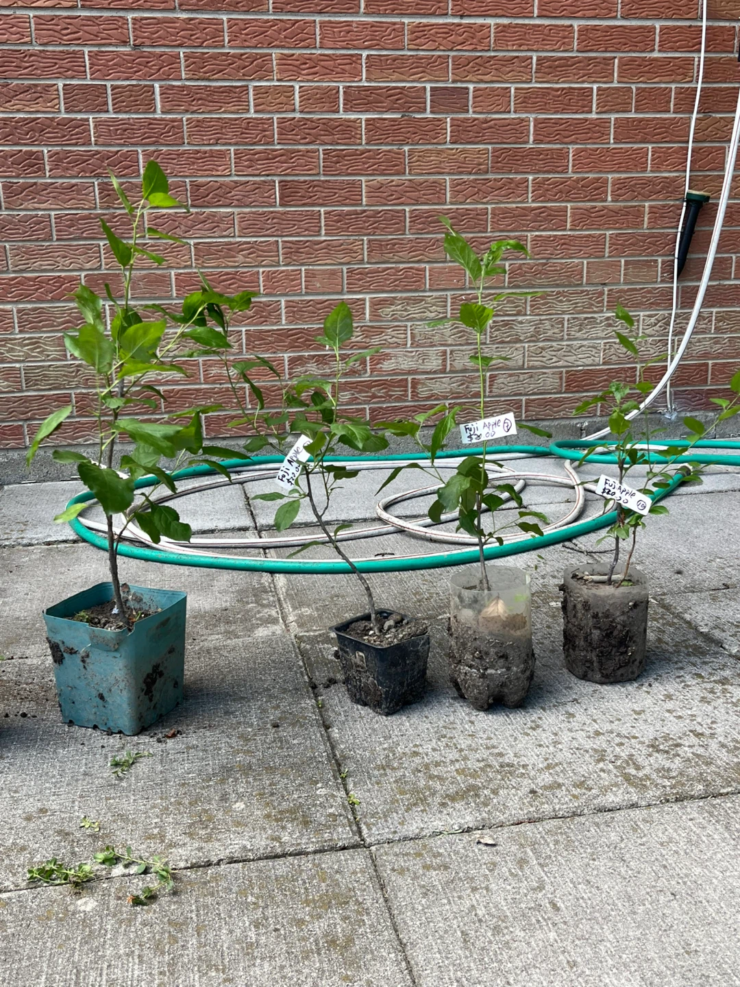 Young Fuji Apple Trees - Small & Medium - photo 2