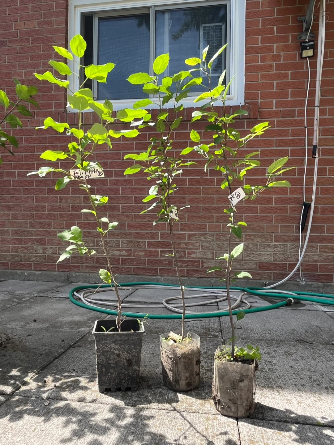 Fuji Apple Trees - medium sized