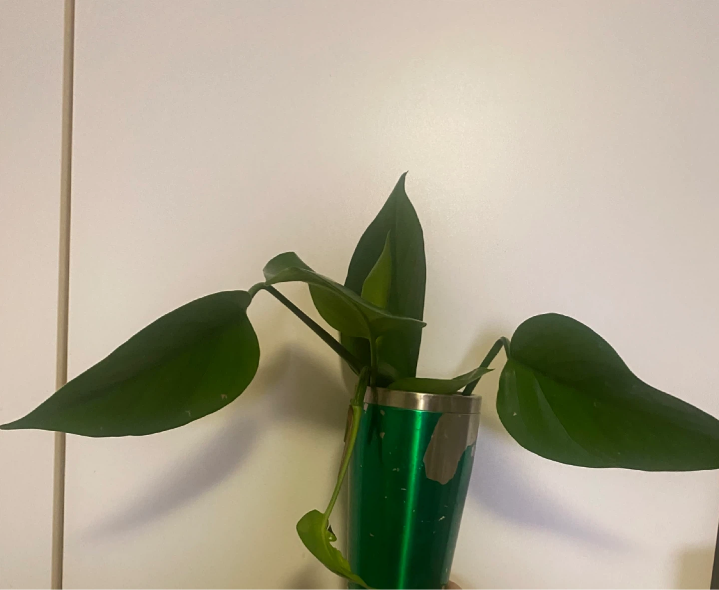 Pothos - large plant cuttings.