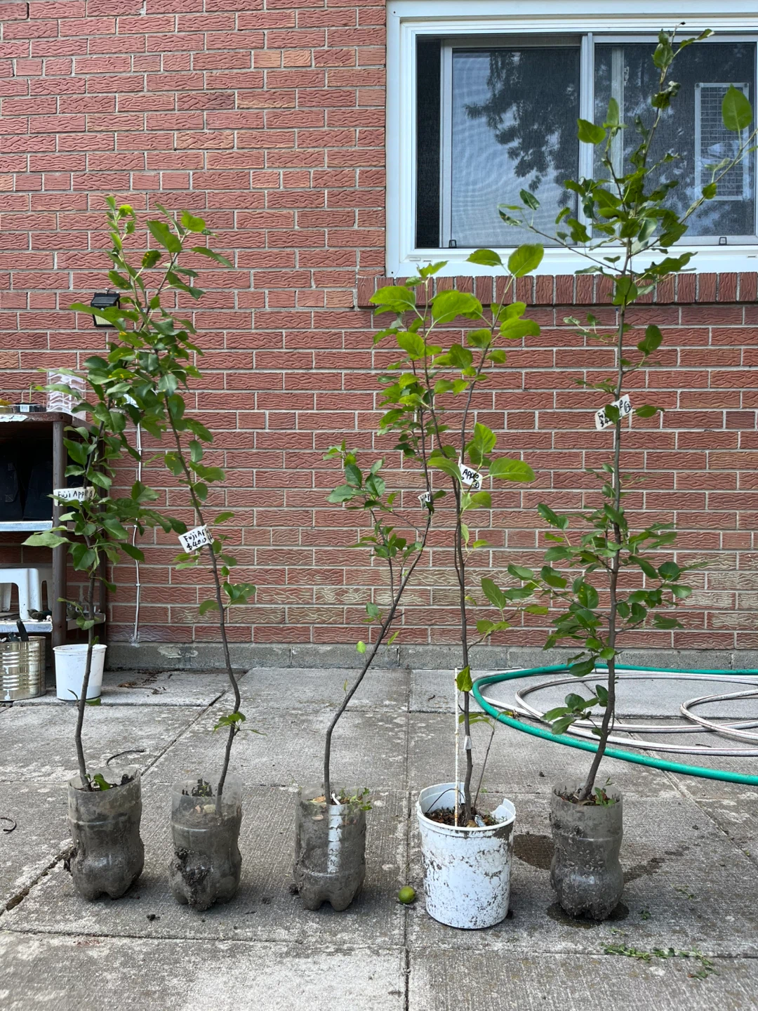 Fuji Apple Trees - large size