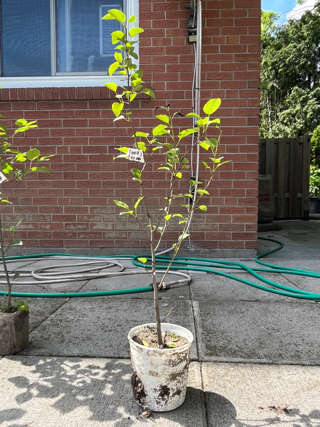 Forelle Pear Trees - medium size