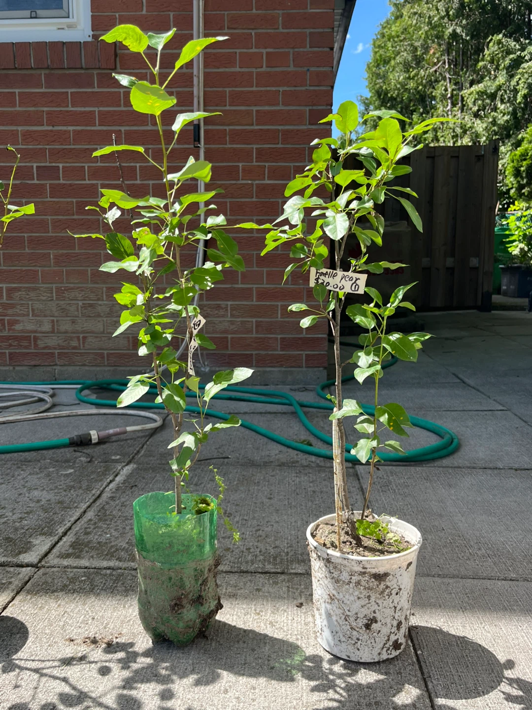 Forelle Pear Trees - medium sized