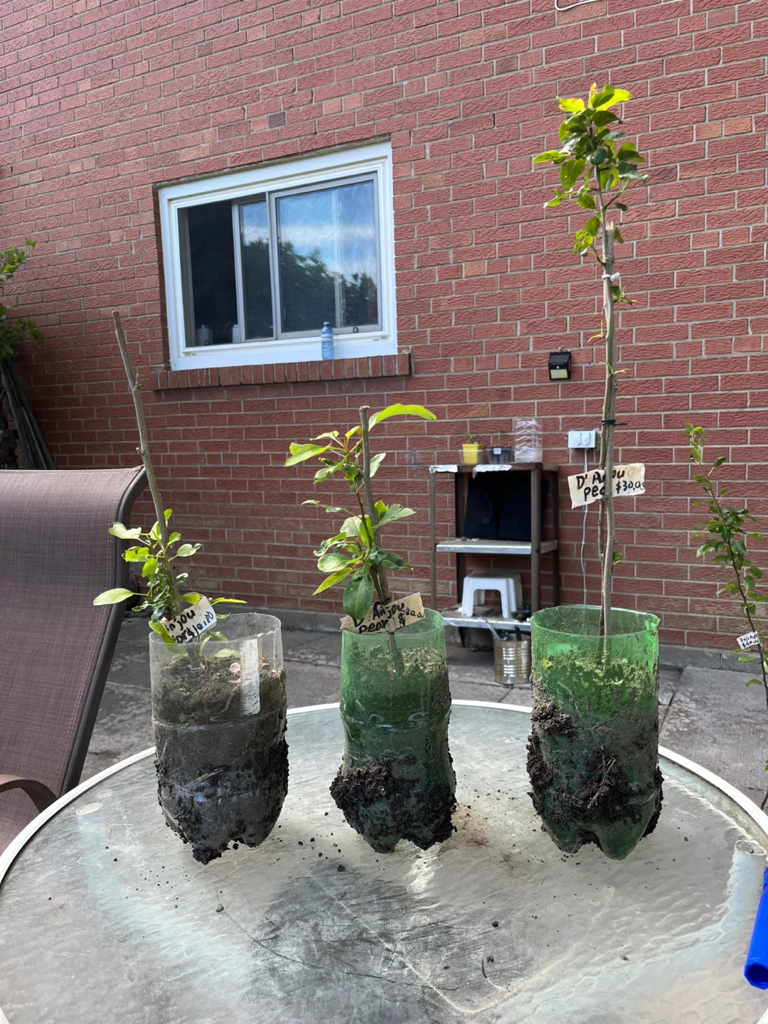 Anjou Pear Trees - various sizes
