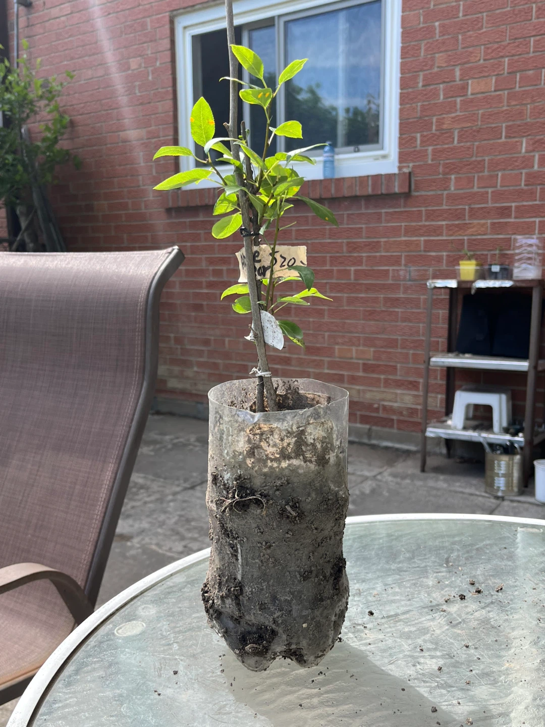 Small Abate Pear Tree