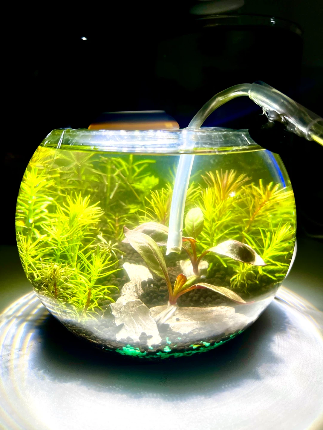 Highly maintained desktop Aquarium Tank. 1.5 liter - photo 5