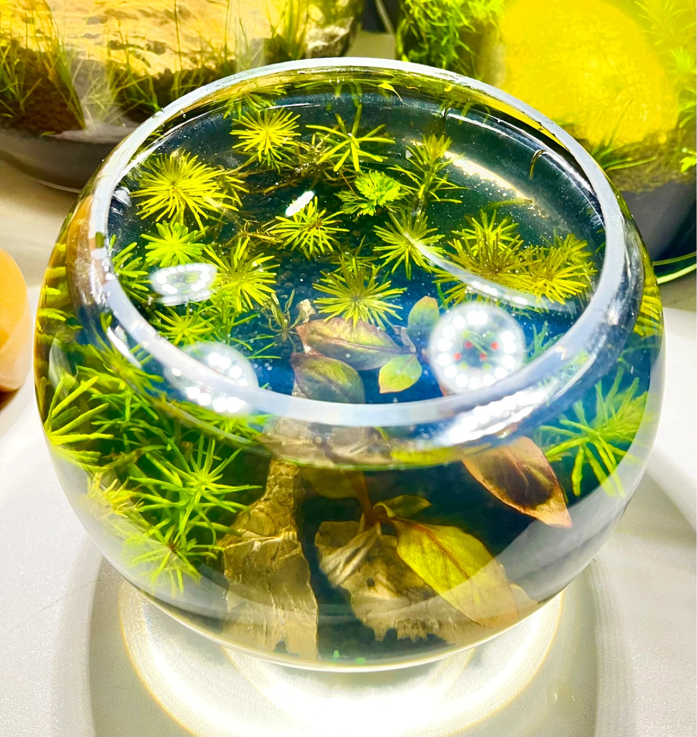 Highly maintained desktop Aquarium Tank. 1.5 liter - photo 3