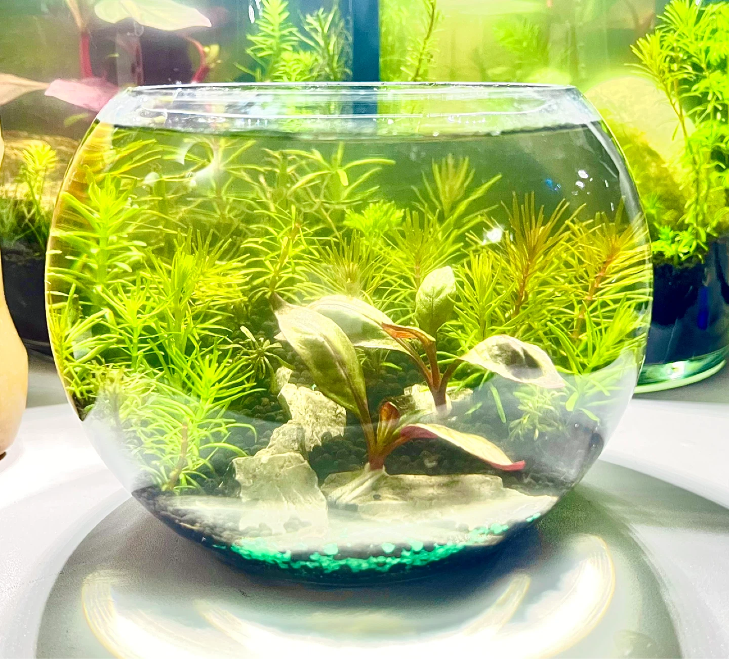Highly maintained desktop Aquarium Tank. 1.5 liter - photo 2