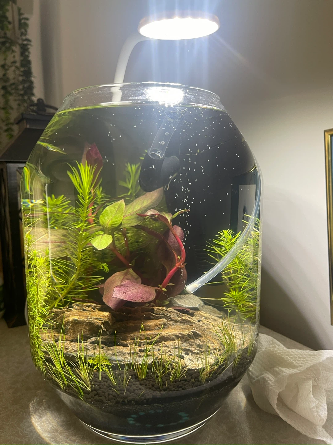 Desktop Planted Aquarium Setup with Dragon Rock. 5 Liter