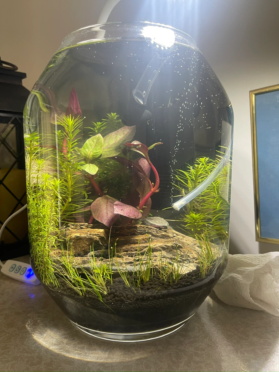 Desktop Planted Aquarium Setup with Dragon Rock. 5 Liter - photo 2