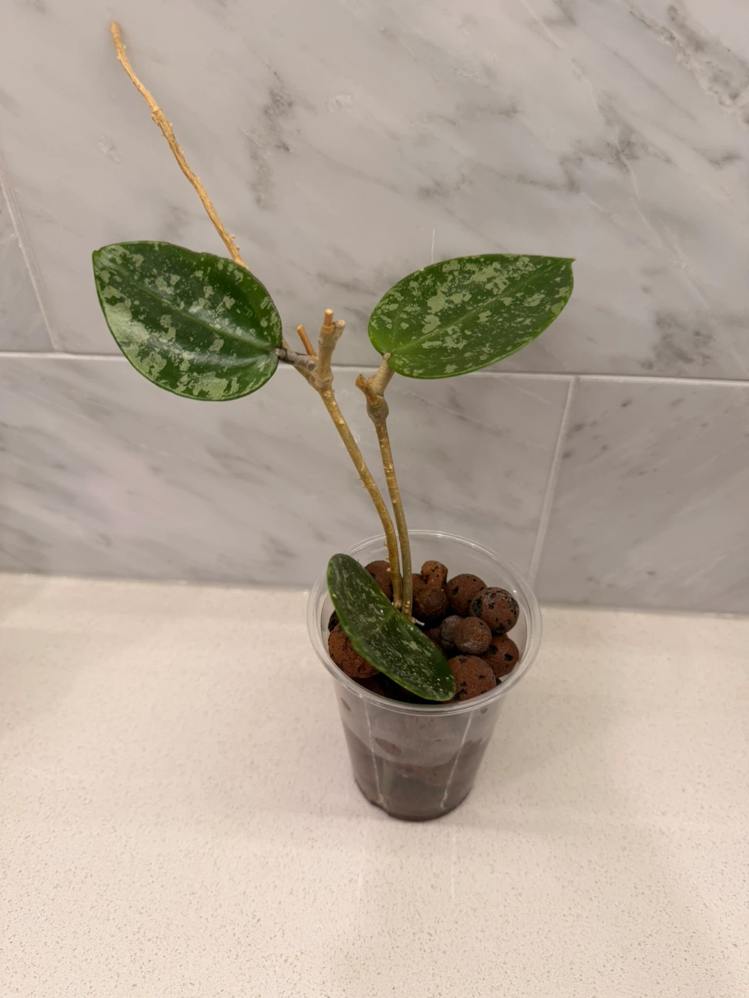 Hoya Verticillata Heart Leaf Silver Splash