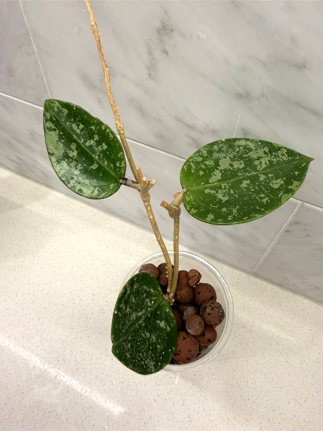 Hoya Verticillata Heart Leaf Silver Splash - photo 3