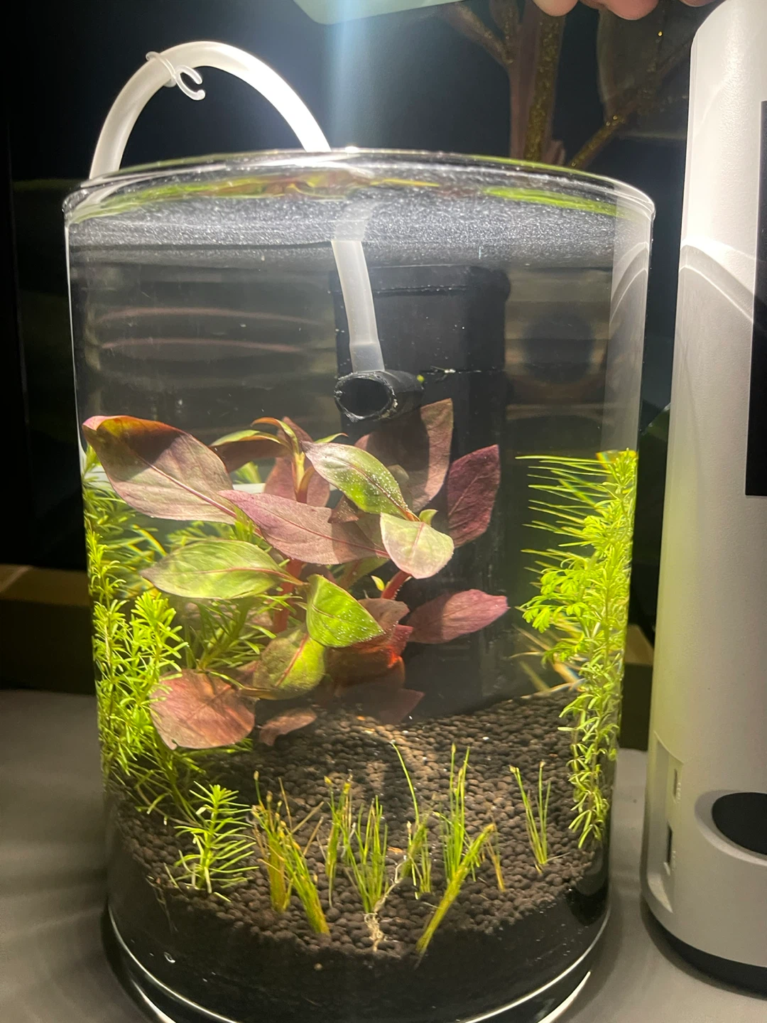 4 liter Small Desktop Planted Aquarium.
