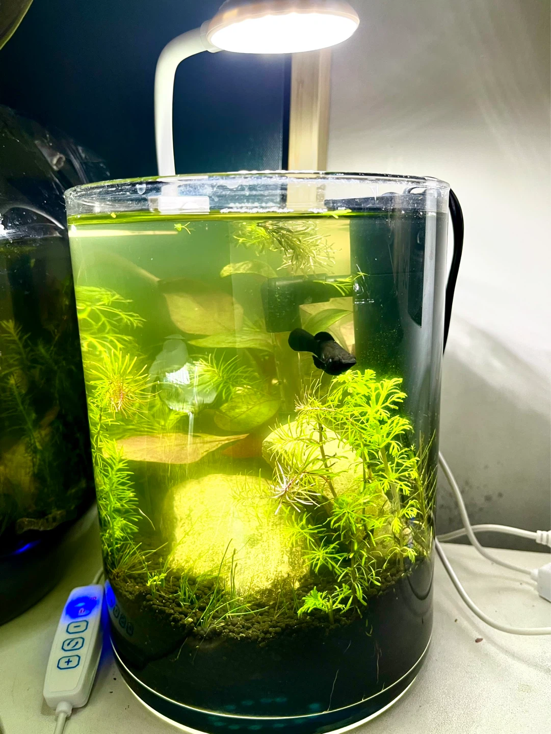 4 liter Small Desktop Planted Aquarium. - photo 2