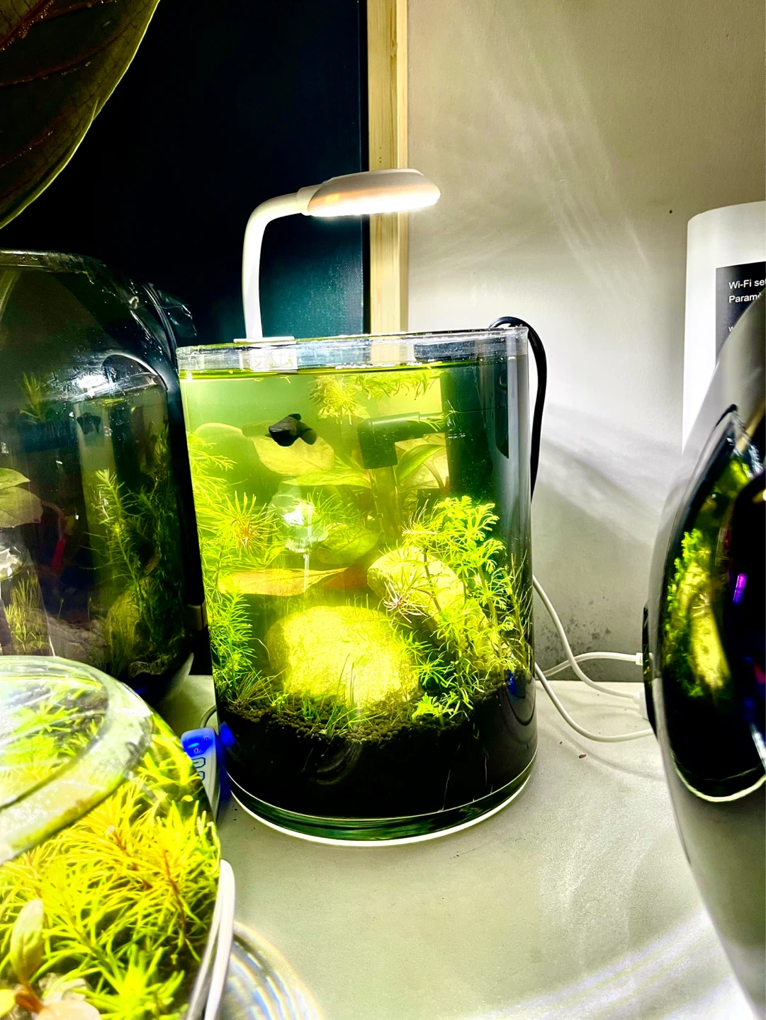 4 liter Small Desktop Planted Aquarium. - photo 5