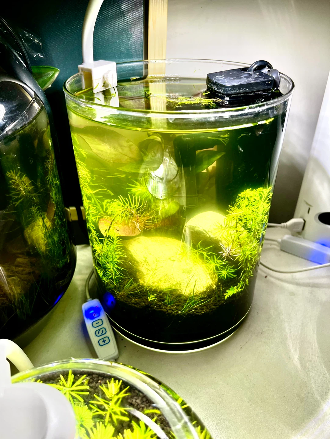 4 liter Small Desktop Planted Aquarium. - photo 4