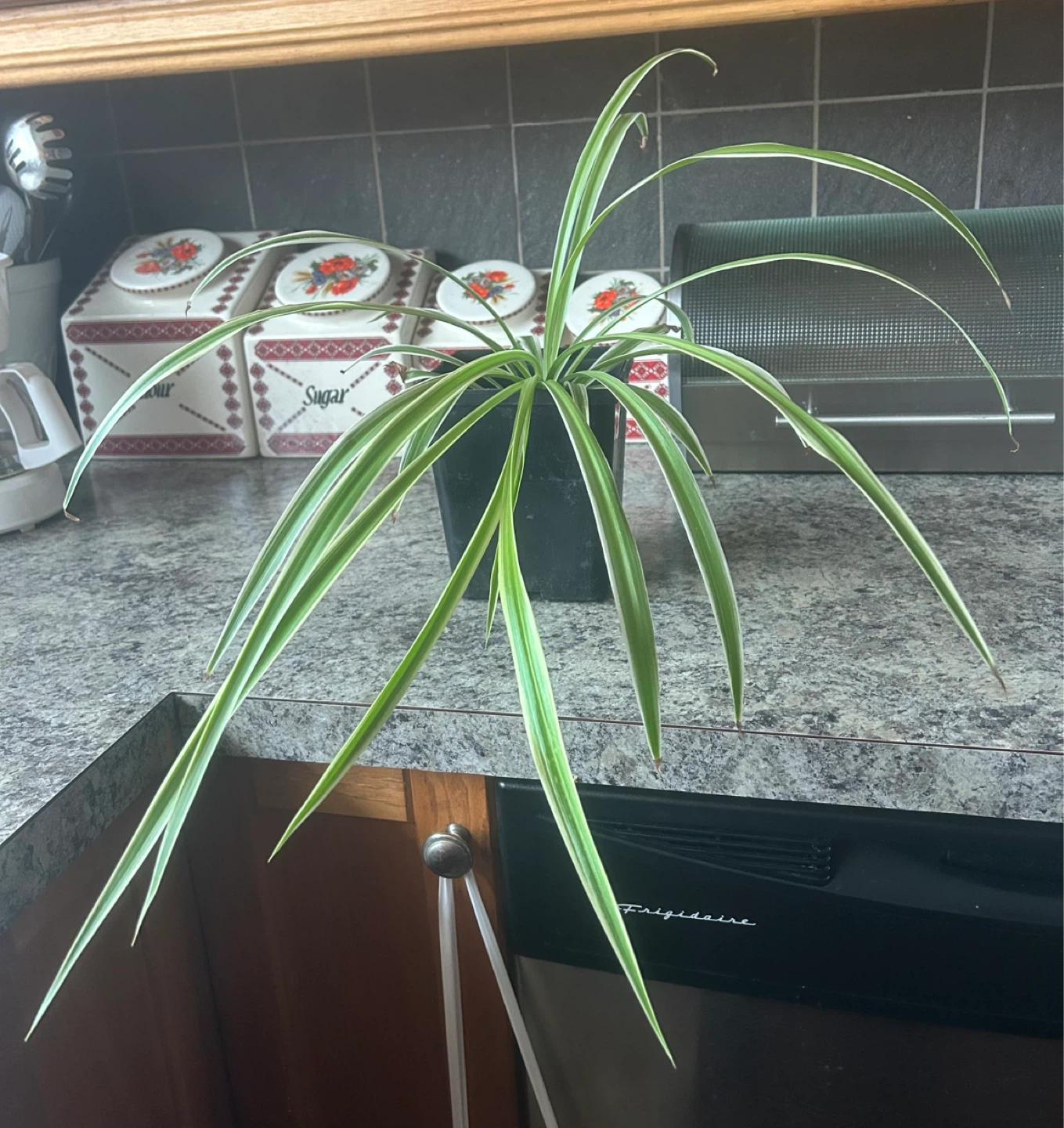 Spider Plant