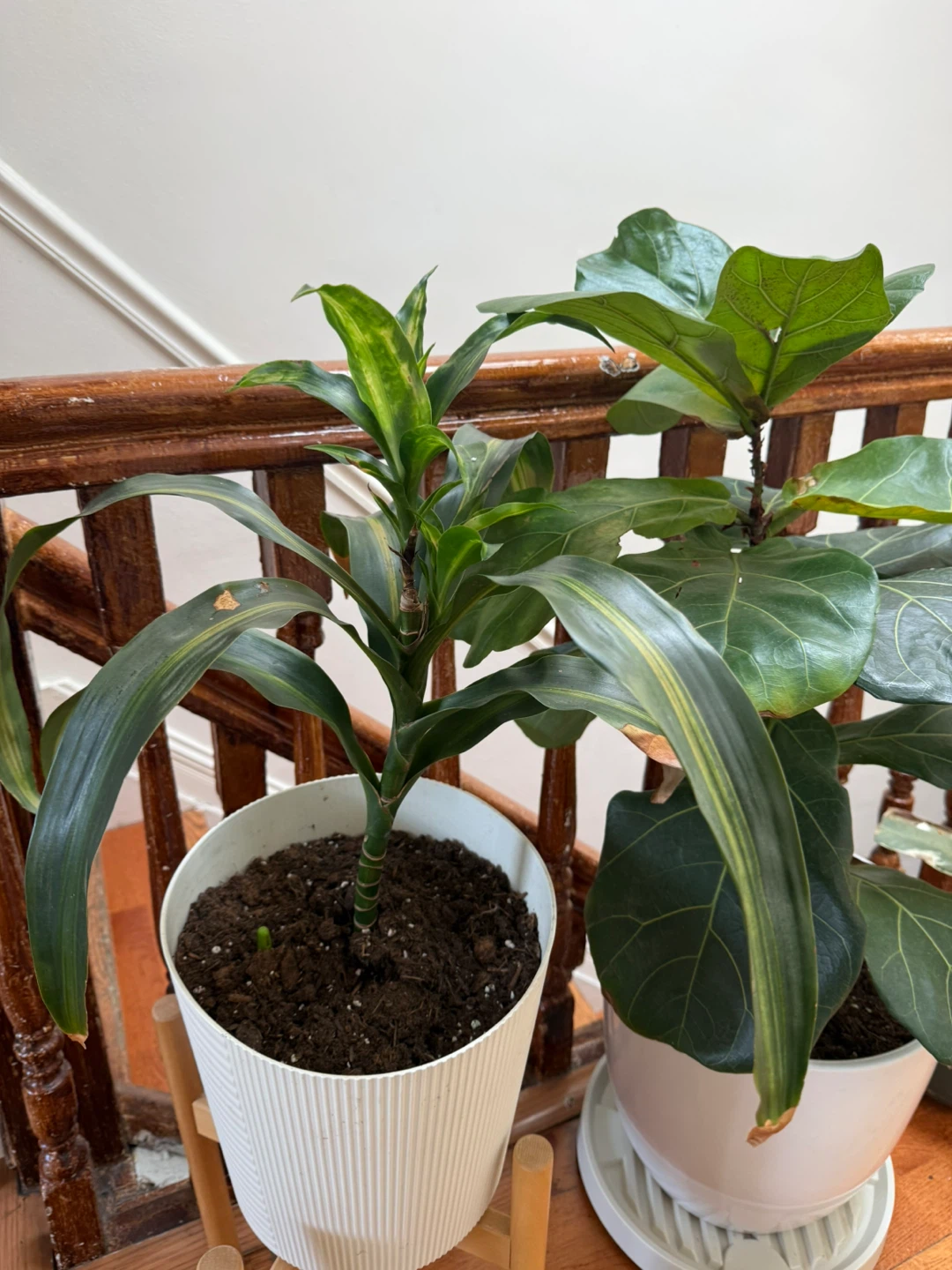 Monstera Deliciosa Houseplant - photo 5