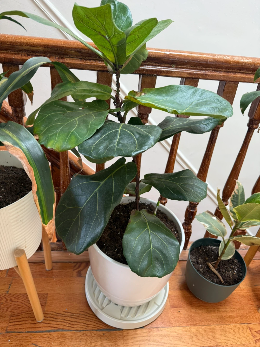 Monstera Deliciosa Houseplant - photo 2