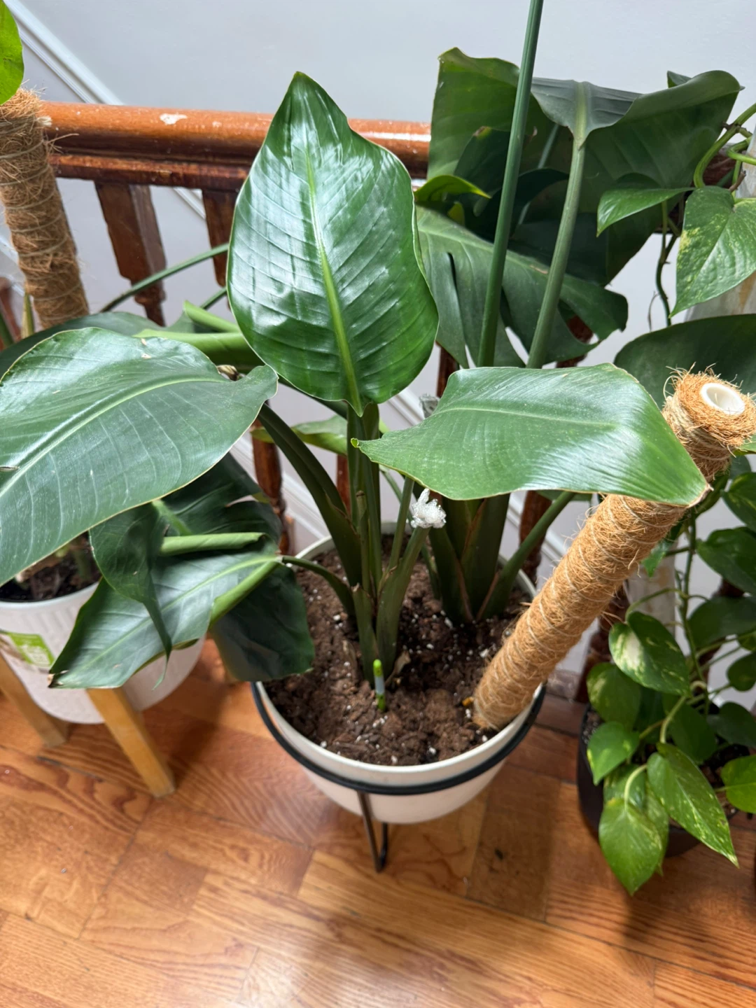 Monstera Deliciosa Houseplant - photo 4