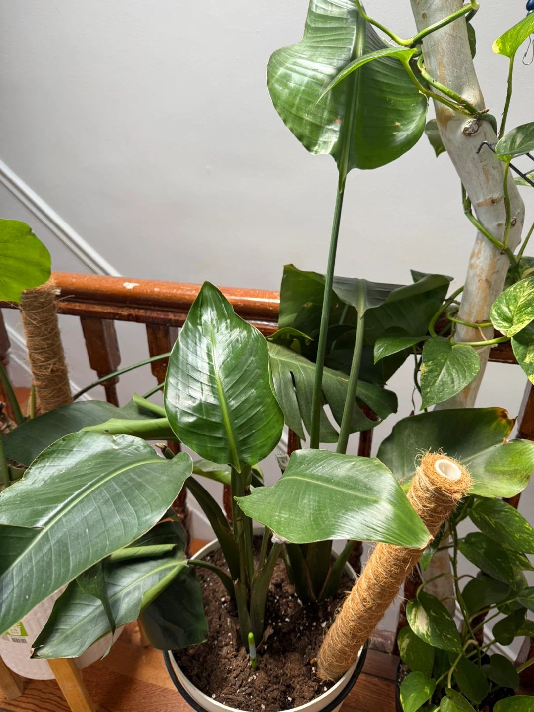 Monstera Deliciosa Houseplant