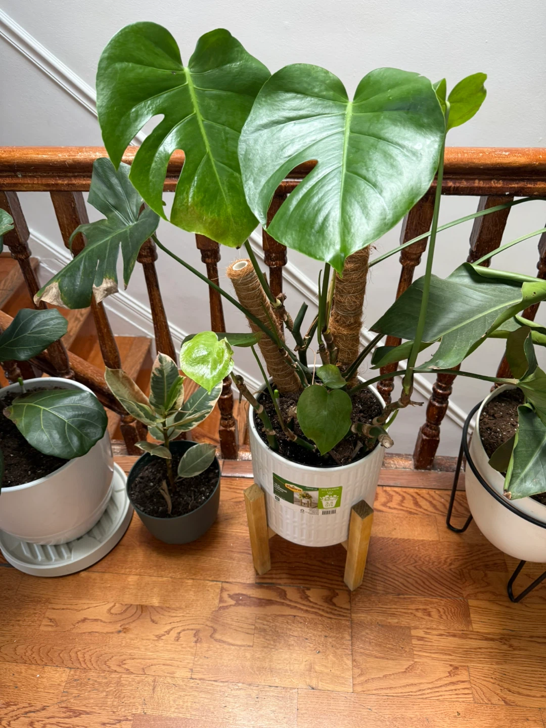 Monstera Deliciosa Houseplant - photo 3