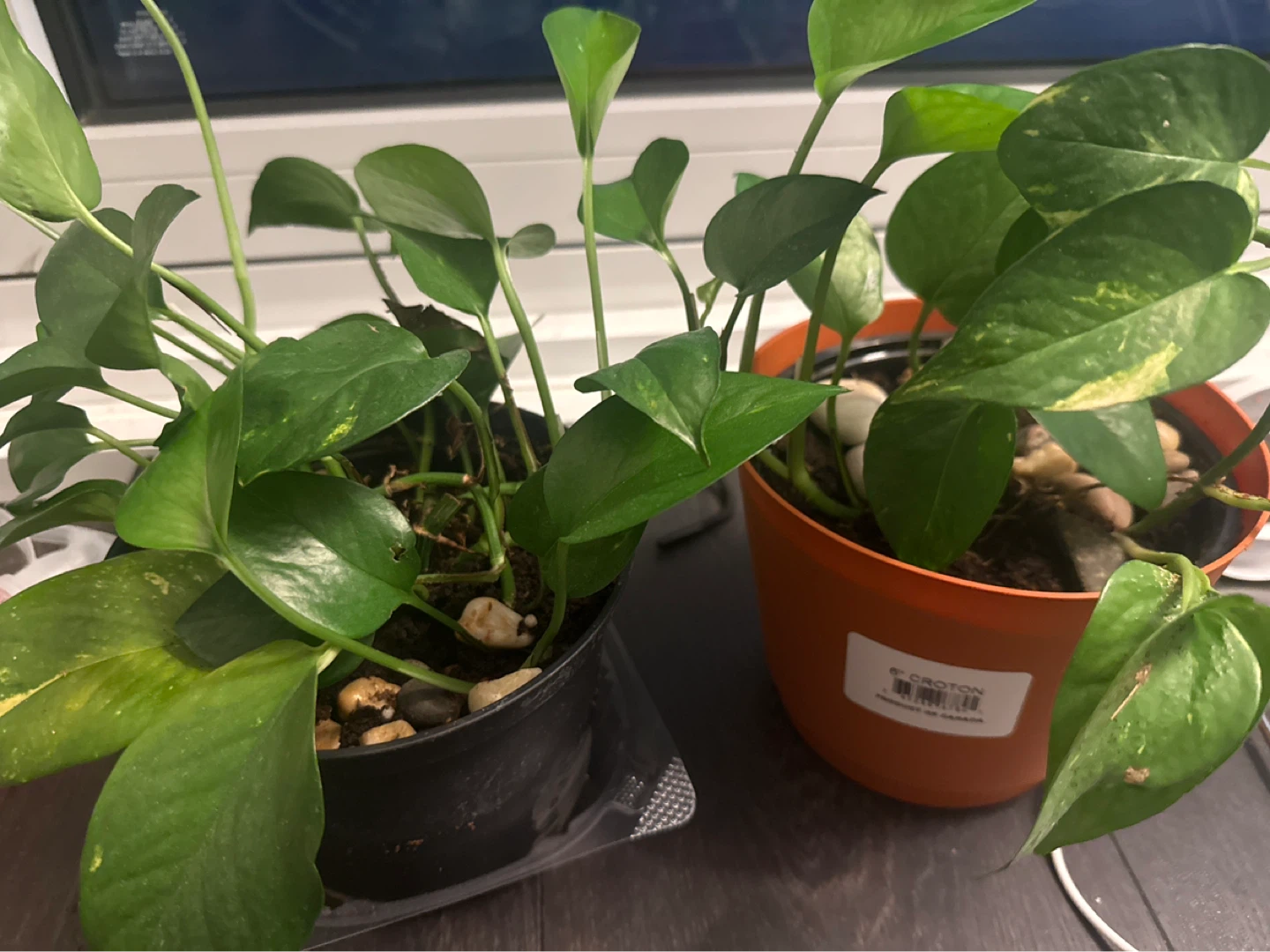 Two Pothos Plants in Pots