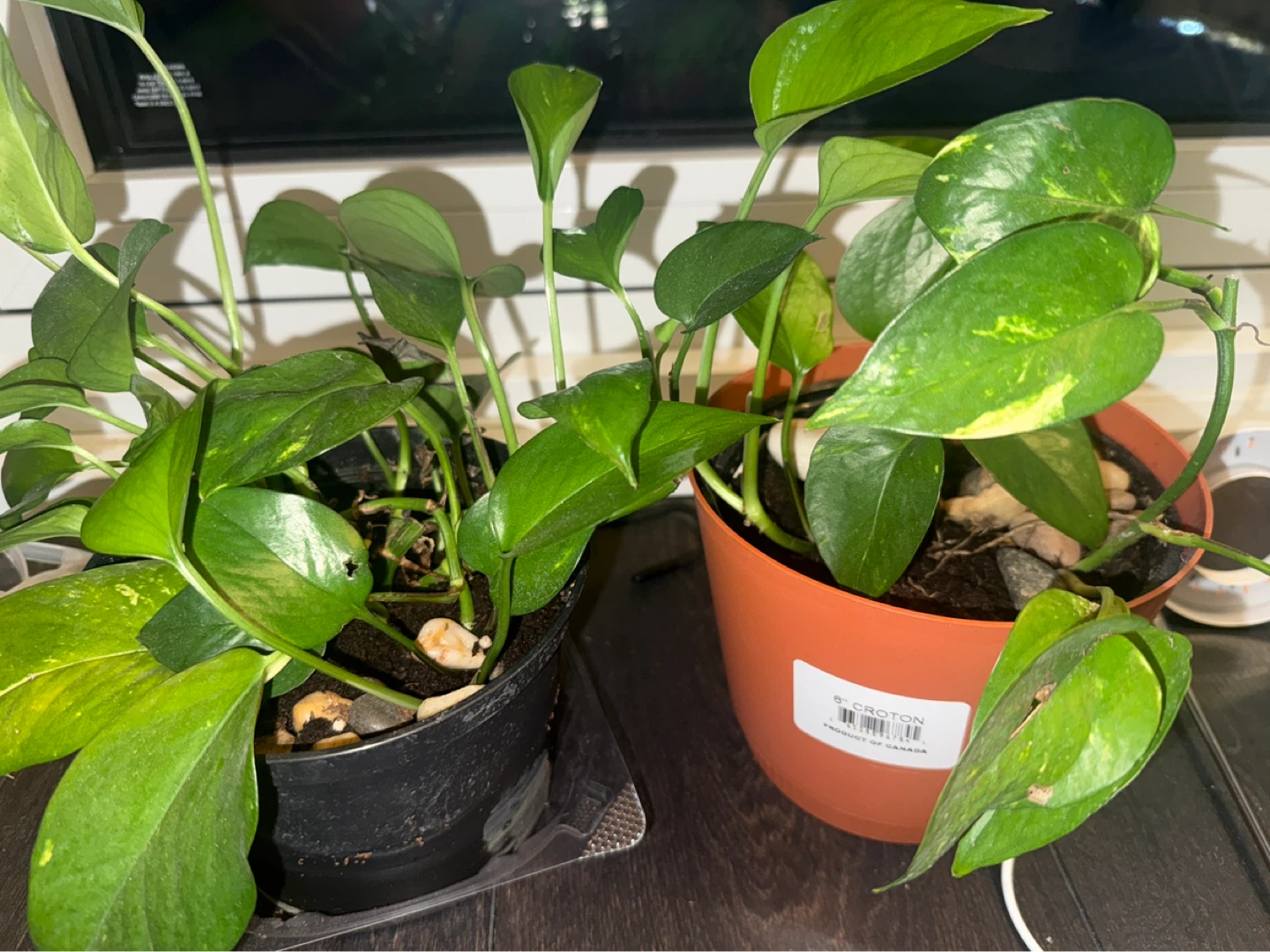 Two Pothos Plants in Pots - photo 2