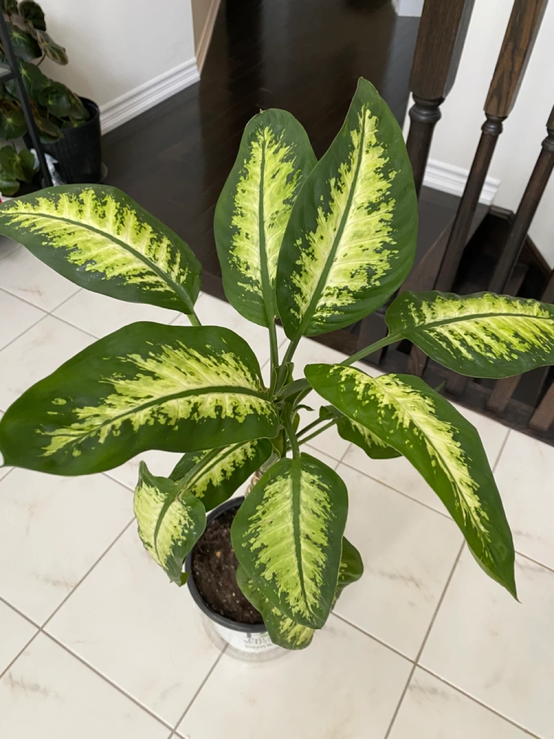 Dieffenbachia Dumb Cane Plant 40” Tall - photo 2