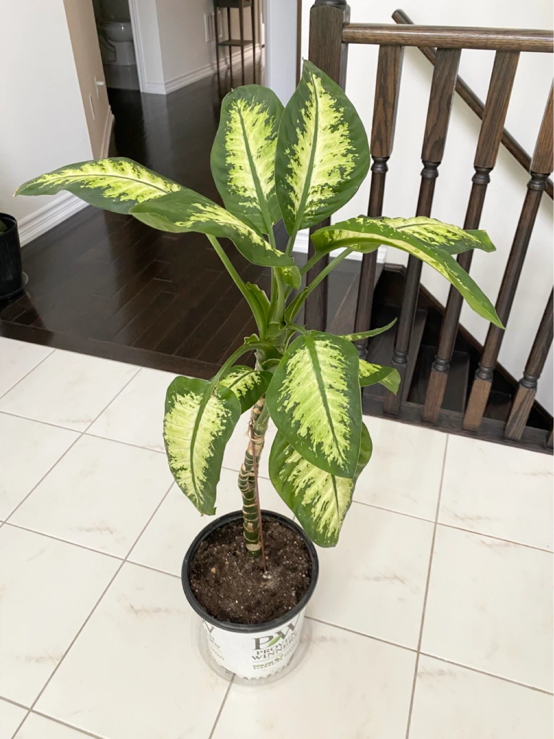 Dieffenbachia Dumb Cane Plant 40” Tall - photo 3