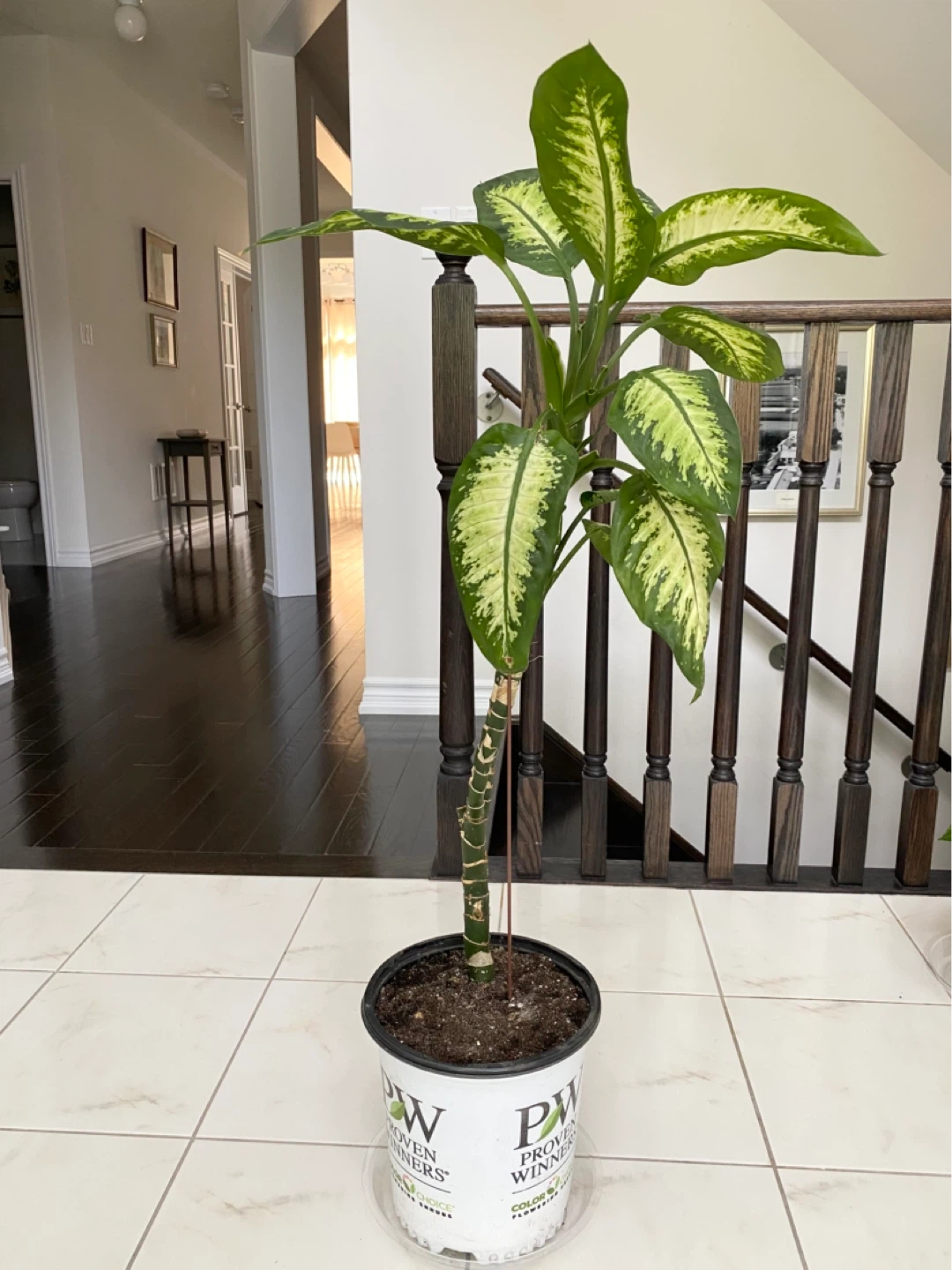 Dieffenbachia Dumb Cane Plant 40” Tall