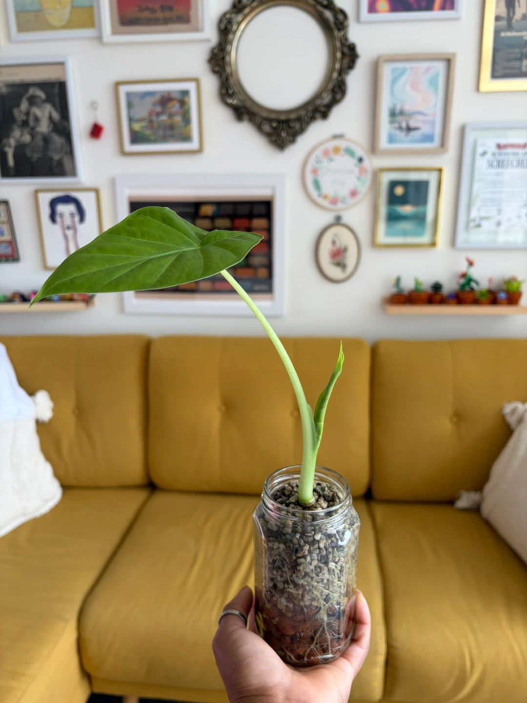Alocasia Plant in Semi-hydro setup ⚽