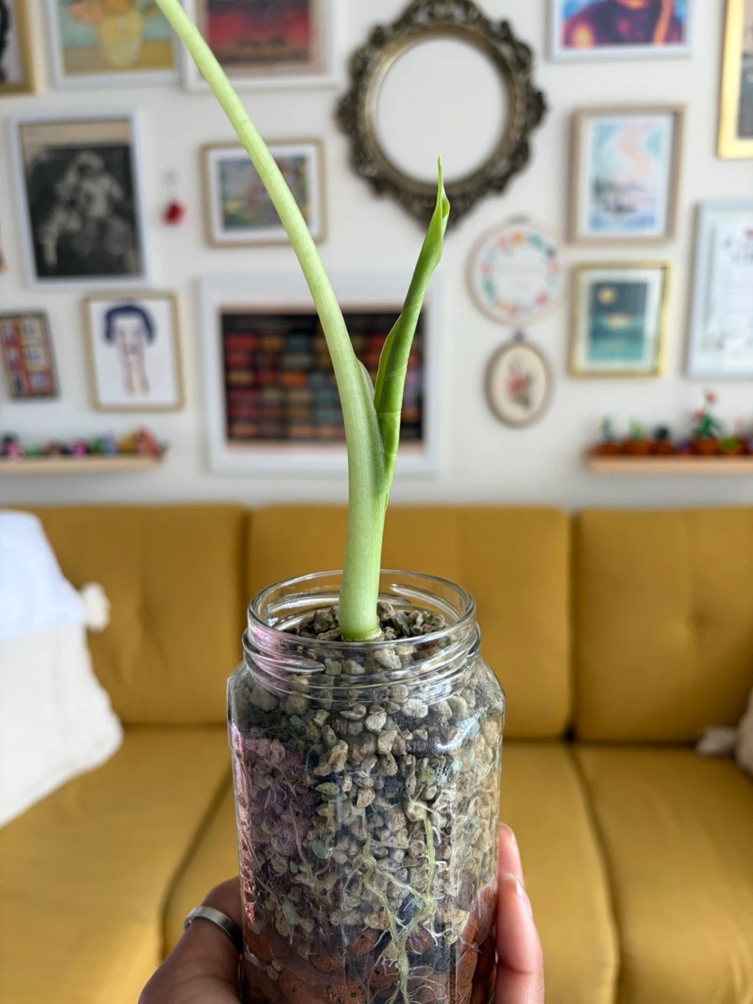 Alocasia Plant in Semi-hydro setup ⚽ - photo 2