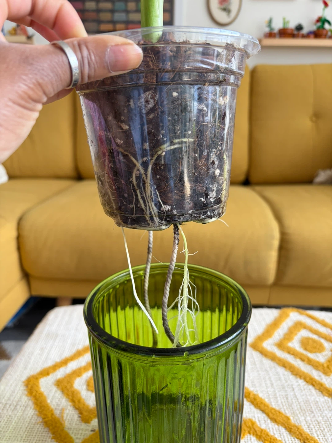 Alocasia Plant in green glass self-watering setup ⚽ - photo 2