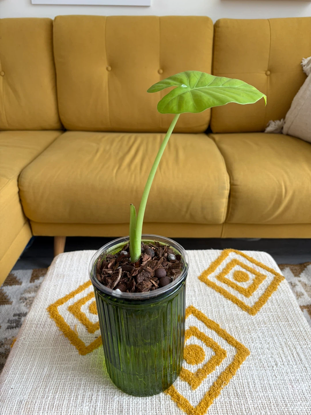 Alocasia Plant in green glass self-watering setup ⚽
