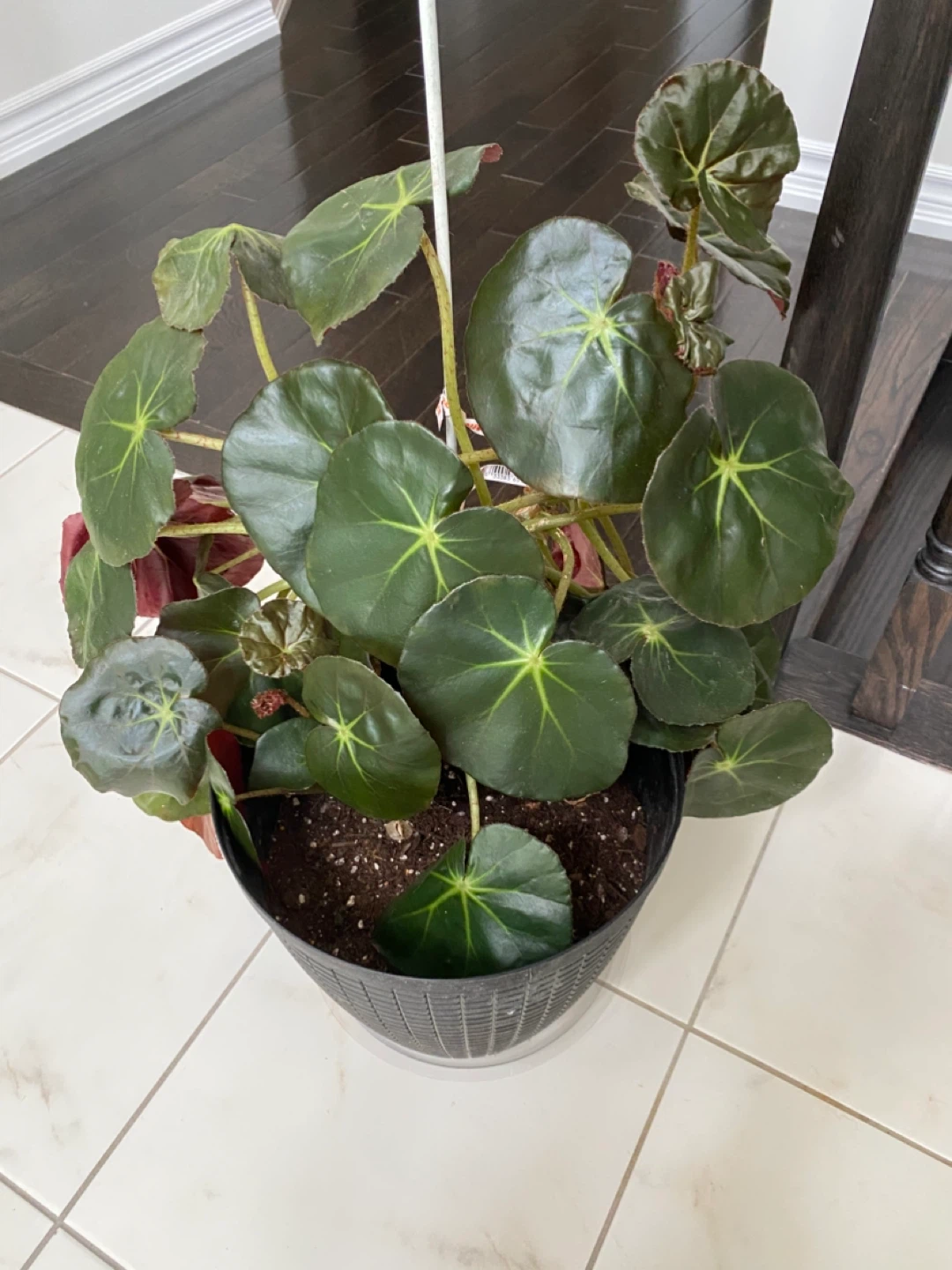 Large Beefsteak Begonia Plant - photo 2